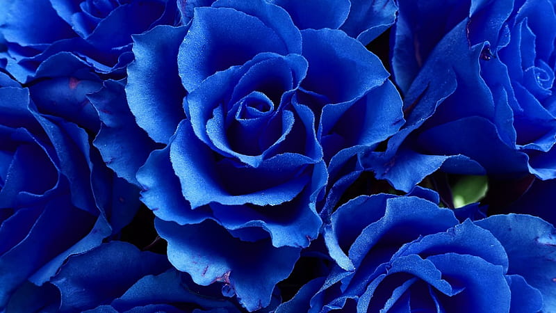 Aesthetic:7h5r-M8exs8= Blue Flowers