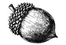 Outline:0b0g8pfu-G0= Acorn