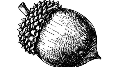 Outline:0b0g8pfu-G0= Acorn