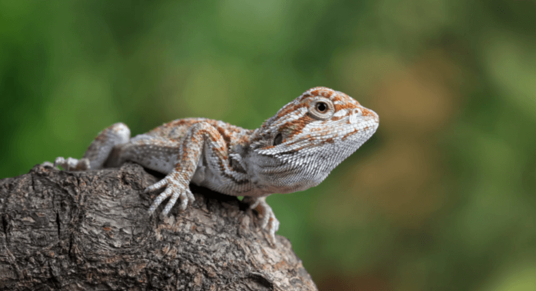 Cute:Zp56vntfb3q= Baby:9s0-91su2ay= Bearded Dragon