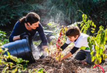 The Environmental and Legal Risks of Ignoring Invasive Plants