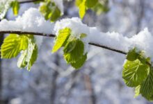 analytical growth transition model