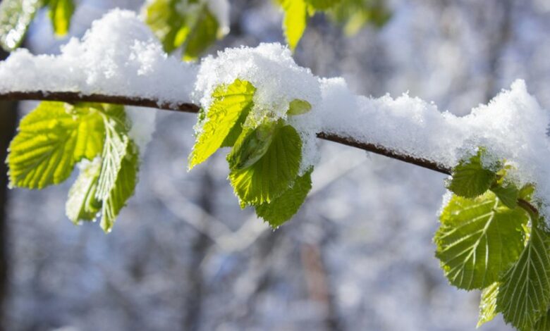 analytical growth transition model