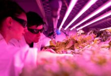 apex orbit growth pulse