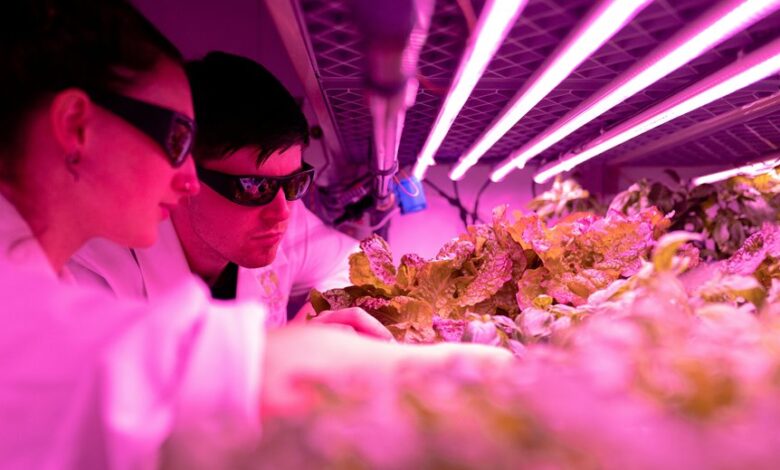 apex orbit growth pulse