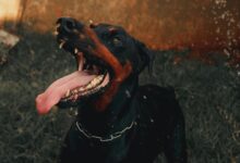 public complaint report summary