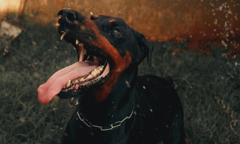 public complaint report summary